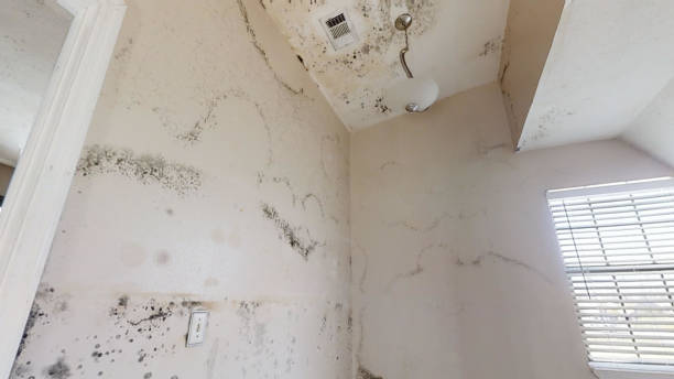 Best Emergency Mold Remediation  in Palatka, FL