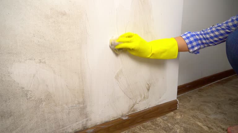 Best Black Mold Removal  in Palatka, FL