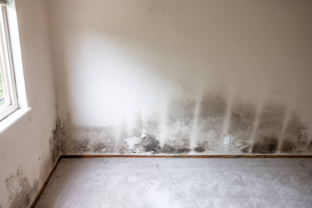 Best Mold Documentation for Insurance Claims  in Palatka, FL